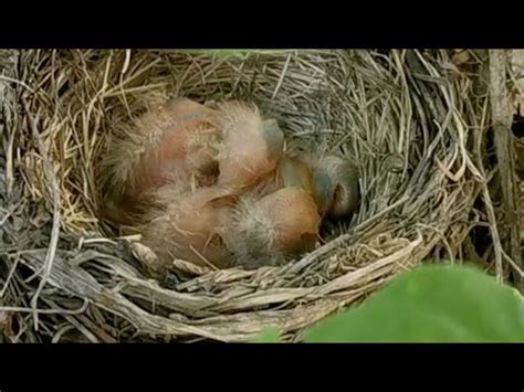 鳥在住家築巢|鳥害防治！如何防止鳥築巢？友善驅鳥、防鳥方法推薦。